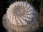 Мамилария (Mammillaria)