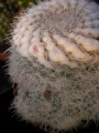 Мамилария (Mammillaria)