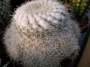 Мамилария (Mammillaria)