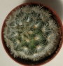 Мамилария (Mammillaria)