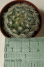Мамилария (Mammillaria)