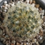 Мамилария (Mammillaria)