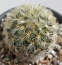 Мамилария (Mammillaria)