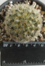 Мамилария (Mammillaria)