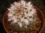 Мамилария (Mammillaria)