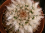Мамилария (Mammillaria)