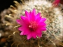 Мамилария (Mammillaria)