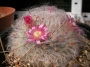 Мамилария (Mammillaria)