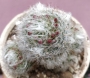 Мамилария (Mammillaria)