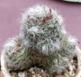 Мамилария (Mammillaria)