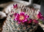 Мамилария (Mammillaria)