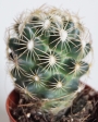 Мамилария (Mammillaria)