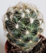Мамилария (Mammillaria)