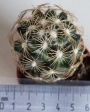 Мамилария (Mammillaria)