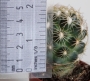 Мамилария (Mammillaria)