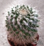 Мамилария (Mammillaria)