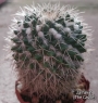 Мамилария (Mammillaria)