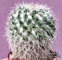 Мамилария (Mammillaria)