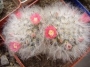 Мамилария (Mammillaria bocasana)
