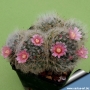 Мамилария (Mammillaria bocasana)