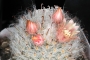 Мамилария (Mammillaria bocasana)