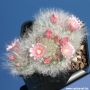 Мамилария (Mammillaria bocasana)
