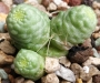 Мамилария (Mammillaria bocasana monstruosa)