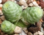 Мамилария (Mammillaria bocasana monstruosa)