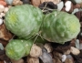 Мамилария (Mammillaria bocasana monstruosa)
