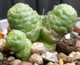 Мамилария (Mammillaria bocasana monstruosa)