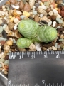 Мамилария (Mammillaria bocasana monstruosa)
