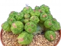 Мамилария (Mammillaria bocasana monstruosa)