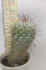 Мамилария (Mammillaria bombycina)