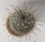 Мамилария (Mammillaria bombycina)