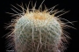 Мамилария (Mammillaria muehlenpfordtii)