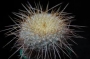 Мамилария (Mammillaria muehlenpfordtii)