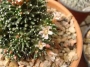 Мамилария (Mammillaria peinteri monstruosa)