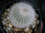 Пародия (Parodia chrysacanthion)