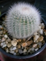 Пародия (Parodia chrysacanthion)