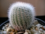 Пародия (Parodia chrysacanthion)