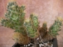 Мамилария пролифера голяма (Mammillaria prolifera)
