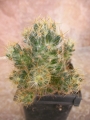 Мамилария пролифера голяма (Mammillaria prolifera)