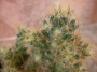 Мамилария пролифера голяма (Mammillaria prolifera)