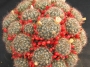 Мамилария пролифера голяма (Mammillaria prolifera)