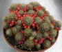 Мамилария пролифера голяма (Mammillaria prolifera)