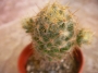Мамилария пролифера голяма (Mammillaria prolifera)