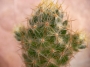 Мамилария пролифера голяма (Mammillaria prolifera)