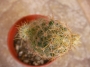Мамилария пролифера голяма (Mammillaria prolifera)