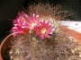 Мамилария рекой (Mammillaria rekoi ssp leptacantha)