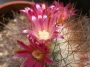 Мамилария рекой (Mammillaria rekoi ssp leptacantha)